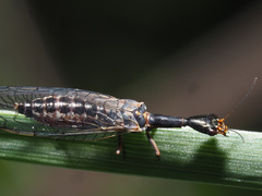 Xanthostigma xanthostigma