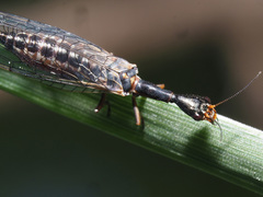 Xanthostigma xanthostigma