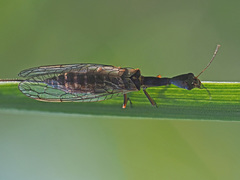 Xanthostigma xanthostigma