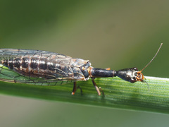 Xanthostigma xanthostigma
