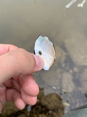 Sagittunio subrostratus