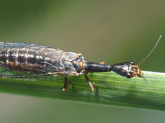 Xanthostigma xanthostigma