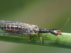 Xanthostigma xanthostigma