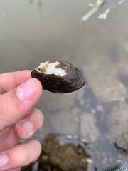 Sagittunio subrostratus