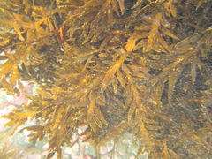 Carpophyllum maschalocarpum