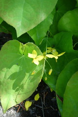 Epimedium
