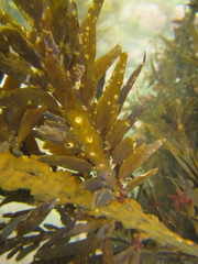 Carpophyllum maschalocarpum