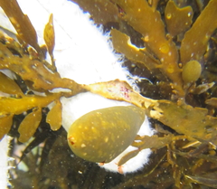 Carpophyllum maschalocarpum