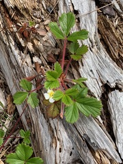 Fragaria chiloensis