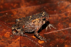 French Congo Toad photo 2