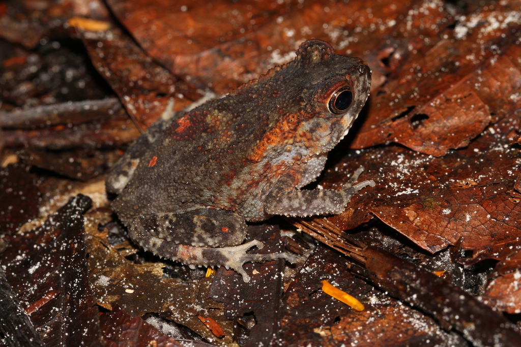 French Congo Toad