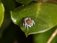 Maratus albus