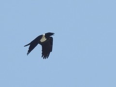 Corvus albus