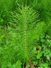 Equisetum telmateia telmateia