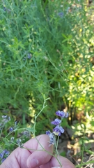 Pediomelum tenuiflorum