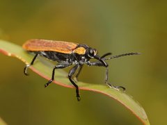 Rhinotia haemoptera