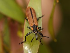 Rhinotia haemoptera