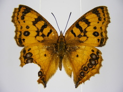 Catacroptera cloanthe cloanthe