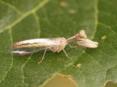 Campion tenuistrigus