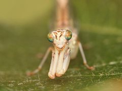 Campion tenuistrigus