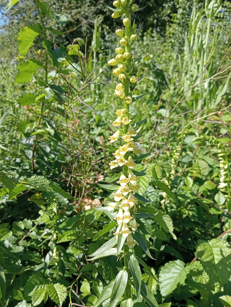 straw-foxglove-from-askham-bar-park-ride-york-yo23-2bb-uk-on-june