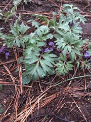 Hydrophyllum capitatum