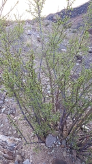 Zygophyllum