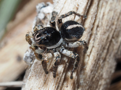 V-Signed Jumping Spider