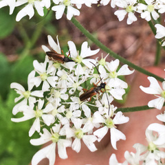 Alosterna tabacicolor