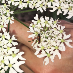 Alosterna tabacicolor