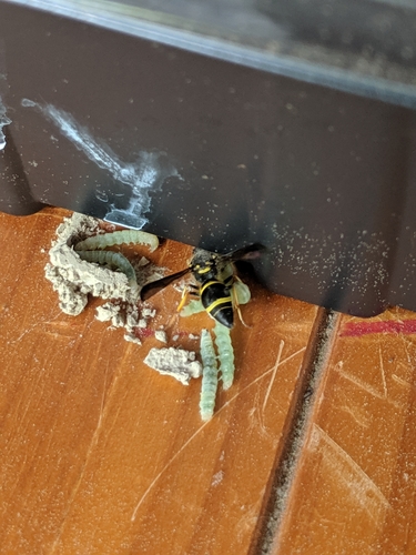 Smiling Mason Wasp photo 4