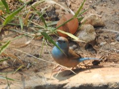 Uraeginthus angolensis