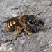 Great Banded Furrow Bee - Photo (c) Felix Riegel, some rights reserved (CC BY-NC), uploaded by Felix Riegel