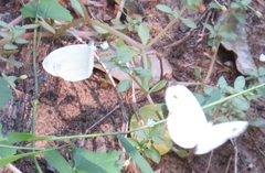 Leptosia alcesta inalcesta