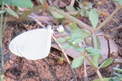 Leptosia alcesta inalcesta
