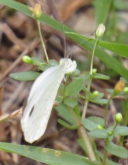 Leptosia alcesta inalcesta