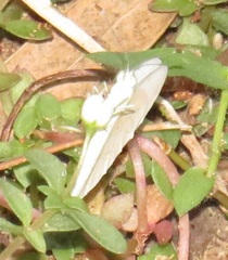 Leptosia alcesta inalcesta