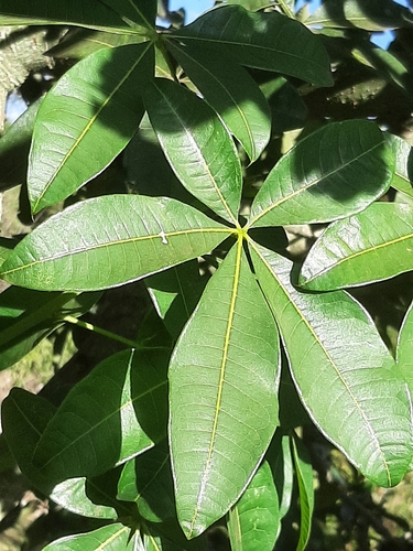 Pachira glabra