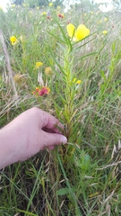 Oenothera berlandieri