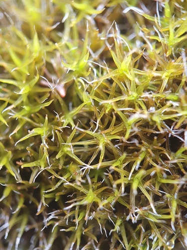 Flat-rock Grimmia (Grimmia ovalis)