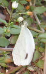 Leptosia alcesta inalcesta