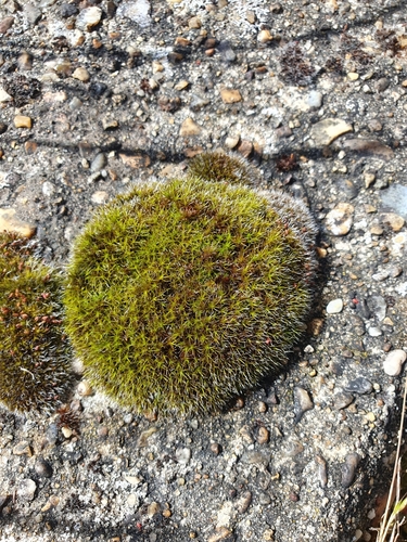 Image of Grimmia ovalis by no rights reserved