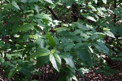 Calycanthus occidentalis