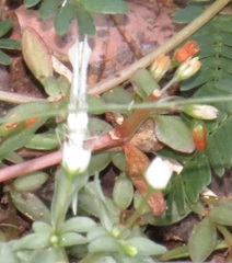 Leptosia alcesta inalcesta