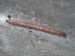 Caseyidae
