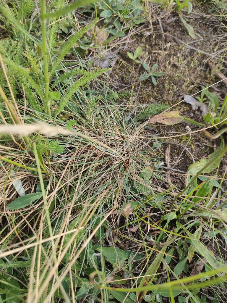 hard fescue from Лебяжий, Минск, Минская область, Беларусь on June 16 ...