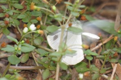 Leptosia alcesta inalcesta