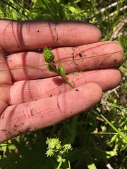 Carex bebbii