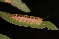 Trichiocercus sparshalli