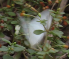 Leptosia alcesta inalcesta